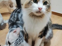 -1013 PET SHOP精品宠物商店(丁香店)