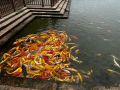 -紫马岭公园