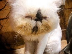 -more than meow吴止猫主题餐厅(承德 中船汇店)