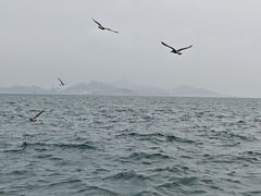 -海驴岛(荣成市)