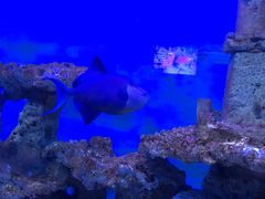 -太平洋海底世界