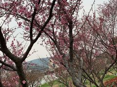 -林屋梅海青梅保护基地