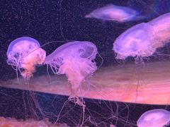 -欢乐海岸海洋奇梦馆