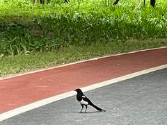 -望湖公园