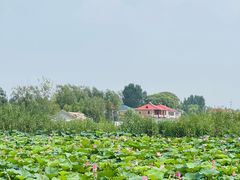 -白洋淀景区