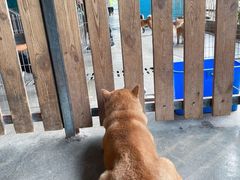 -柴犬高等学院·狗咖·柴犬售卖·宠物训练