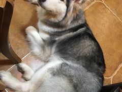-李小姐の猫咖啡馆(五角场店)