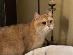 -Silly Dog Coffee(滨江店)