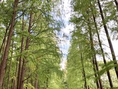 -上海共青森林公园