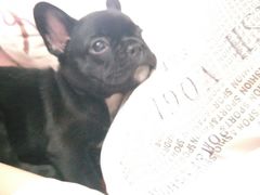 -瑞鹏瑞爱宠物医院·全科·猫科·血液透析中心(龙头寺店)