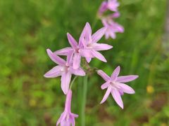 -洋湖国家湿地公园