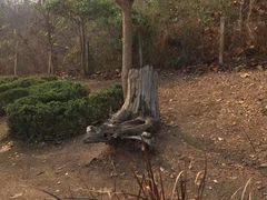 -大树秋千