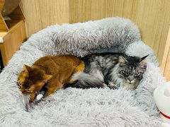 -MOCHA明星猫咖(田子坊店)