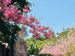 -狐尾山公园