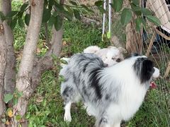 -爪吧宠物乐园 (温榆河示范区店)