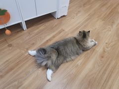 -COLOR PETS 撸猫馆·购猫·猫咖(长风大悦城店)