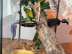 -酷以爬仙阁实体爬宠店·守宫·蜥蜴·专业繁育