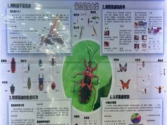 -上海大自然野生昆虫馆