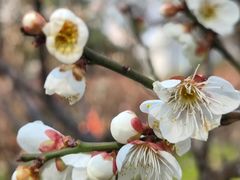 -新虹桥中心花园