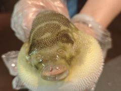 -肆月河豚·淮扬菜·湘菜(华天店)