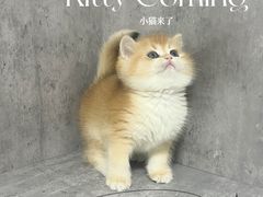 -小猫来了·猫舍(红山六九七九店)