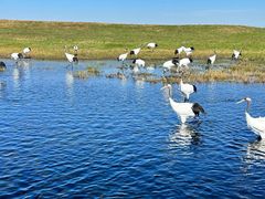 -盐城丹顶鹤湿地生态旅游区