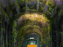 -合肥滨湖国家森林公园