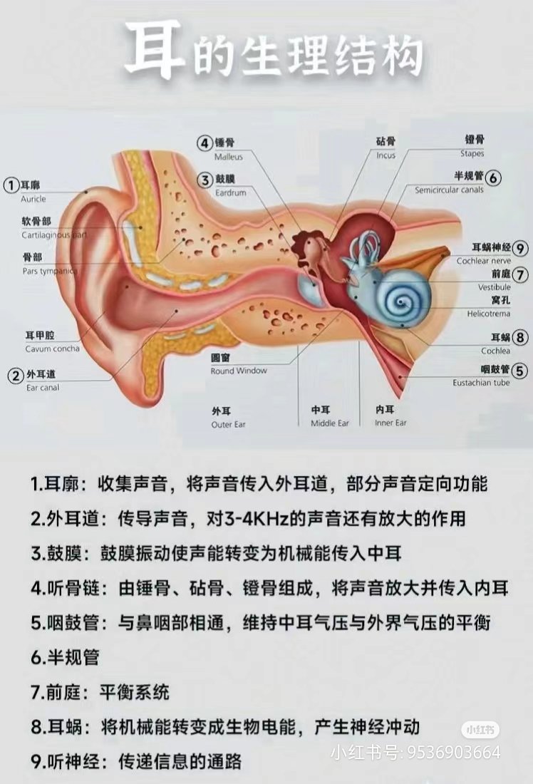 人类耳朵结构图图片