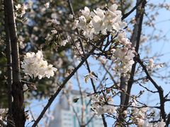-西北湖绿化广场
