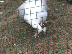 -胜华驾校·小猫学车(银都店)