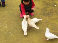 -松山湖梦幻百花洲