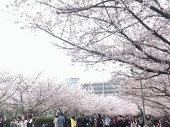 -同济大学（四平路校区）-图书馆