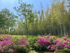 -宜兴龙背山森林公园