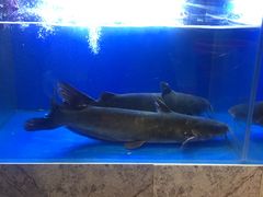 -山河屯江鱼馆