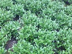 iphone_upload_pic-文雅轩茶叶(锦和越界田林坊店)