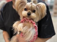 -FAELING PETS美天灵宠物(合生汇店)