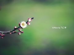 -香雪海