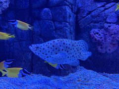 -成都浩海立方海洋公园