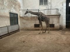 -成都动物园