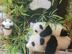 -轩客会(熊猫书店)