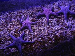 -哈尔滨波塞冬海底世界