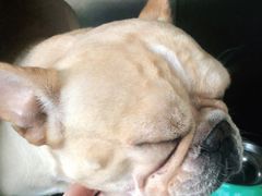 -安安宠医·安宠宠物医院