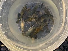 -DGE季风钓虾营地·团建·聚会