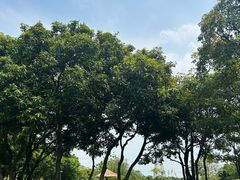 -王借岗森林公园