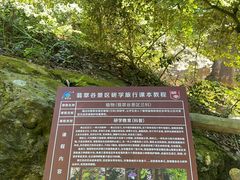 -黄山翡翠谷景区