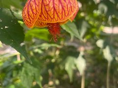 -广西壮族自治区药用植物园