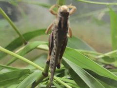 -上海昆虫博物馆