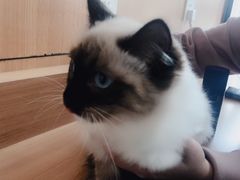 -猫猫幼稚园·撸猫·桌游·电玩