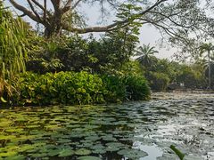 -中国科学院西双版纳热带植物园