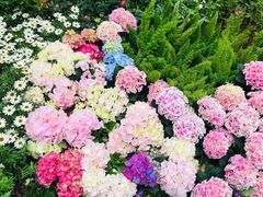 -深圳仙湖植物园